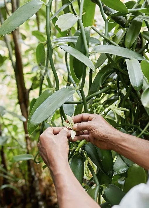 Pollinisation manuelle de la vanille